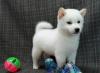 Pet shop Akita Inu Puppies available 