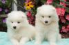 Питомник собак Adorable Samoyed Puppies 