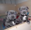 Pet shop Staffordshire Bull Terrier puppies 