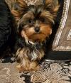 Dog breeders, dog kennels Yorkie puppies  for good home 