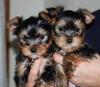Питомник собак Teacup Yorkshire Terrier Puppies Available 