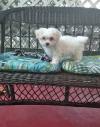 Dog breeders, dog kennels Two Teacup Maltese Puppies for adoption 