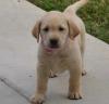 Питомник собак Labrador Retriever  Puppies Available For Sale 