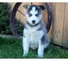 Dog breeders, dog kennels Blue Eyes Siberian Husky Puppies Available 