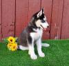 Dog breeders, dog kennels Beautiful Siberian Husky Puppies 