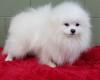 Dog breeders, dog kennels Teacup Pomeranian puppies available 