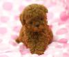 Dog breeders, dog kennels Toy-Poodle Puppies Available 
