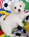 Dog breeders, dog kennels Cute Male and Female Maltese puppies 