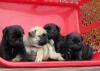 Питомник собак Pug  Puppies Available 