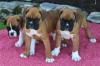 Питомник собак Boxer  Puppies Available 