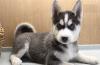 Питомник собак Blue Eyes Siberian Husky Puppies Available 
