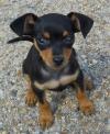 Dog breeders, dog kennels Home Train Miniature Mini Pinscher puppies available 