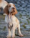 Dog breeders, dog kennels Purebred Brakko Italiano Puppies 