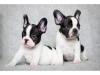Dog breeders, dog kennels French Bulldog Puppies Available 