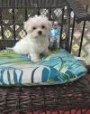 Dog breeders, dog kennels Male and female Maltese puppies available 