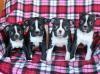 Питомник собак Boston Terrier  Puppies Available 