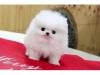 Dog breeders, dog kennels Adorable male and female Pomeranian puppies 
