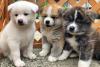 Dog breeders, dog kennels Akita Inu Puppies Available 