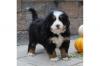 Питомник собак Bernese Mountain Dog Puppies Now Available 