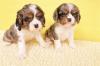 Питомник собак English Cocker Spaniel Puppies Available for New Homes 