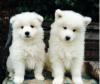 Pet shop samoyed puppies 