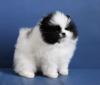 Dog breeders, dog kennels Beautiful Pomeranian puppies for good home 