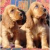 Dog breeders, dog kennels Cocker Spaniel Puppies Available 