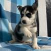 Dog breeders, dog kennels Beautiful Siberian Husky puppies for good home 