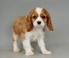 Dog breeders, dog kennels Beautiful  Cavalier King Charles Spaniel  puppies for good home 
