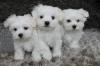 Dog breeders, dog kennels Maltese Puppies Available 