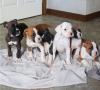 Питомник собак Boxer  Puppies Available 