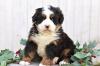 Dog breeders, dog kennels Bernese Mountain Dog Puppies Now Available 