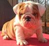 Pet shop English Bulldog Puppies available 