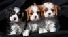 Pet shop King Charles Spaniel Puppies 