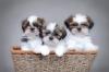Pet shop Shih Tzu puppies 