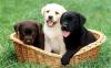 Pet shop Labrador Retriever puppies 