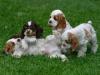 Dog breeders, dog kennels Cocker Spaniel Puppies Available 