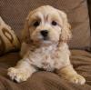 Pet shop cockapoo puppies 