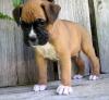 Pet shop Boxer puppies for adoption 