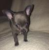 Dog clubs Blue Chihuahua Puppies for sale male and females 