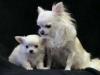 Veterinary clinics White chihuahua Puppies for adoption male and females 