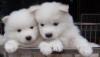 Питомник собак Male and Female Samoyed Puppies Available to Loving Homes 